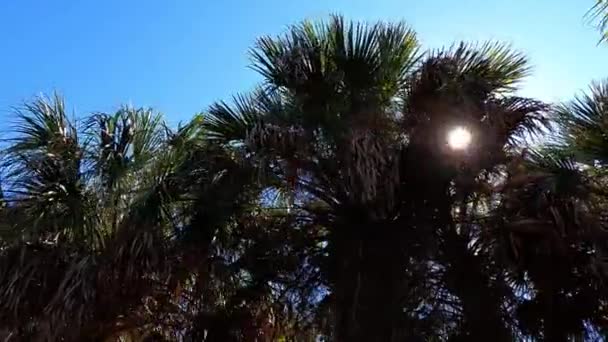 Passeggiando Lungo Palme Una Chiara Giornata Sole Autunno Florida — Video Stock