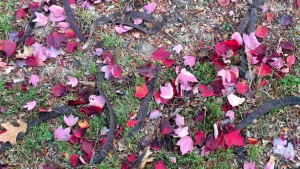 紅葉は秋の紅葉の下で草の上に落ち続けています 黒い長い種子のポッドは テクスチャと色をテクスチャに追加し 葉や草の抽象的なパターン — ストック動画