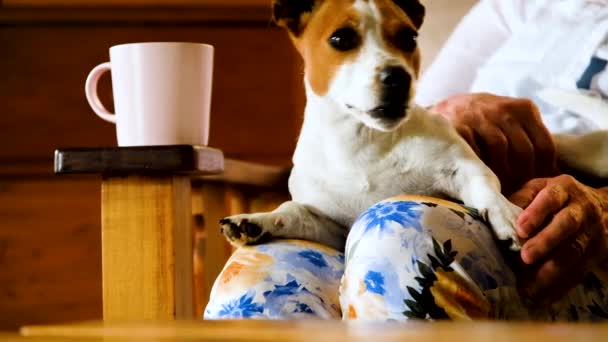 Funny Facial Expression Jack Russell Puppy She Yawns Lap Dog — Stock Video