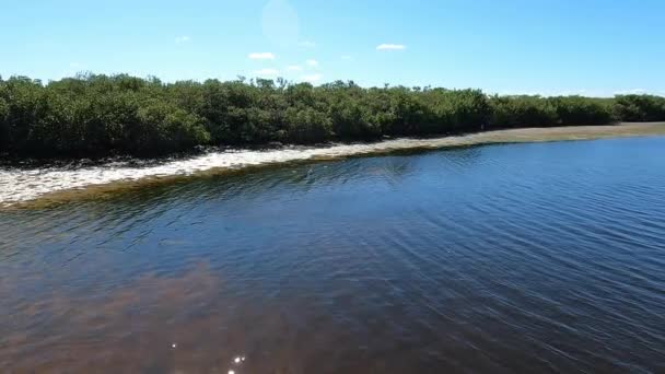 Biały Żuraw Spacerujący Wodzie Pobliżu Namorzyn Słoneczny Dzień Florydzie — Wideo stockowe