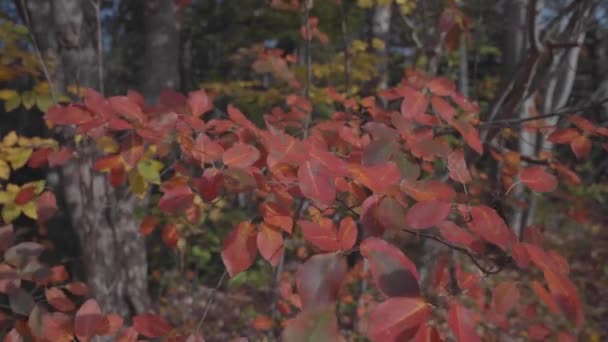 Kleurrijke Herfstbladeren Die Wind Waaien Een Herfstdag Statische Statief Schot — Stockvideo