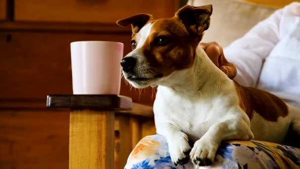 Συναγερμός Και Όμορφος Jack Russell Στην Αγκαλιά Που Χαϊδεύεται Ήρεμα — Αρχείο Βίντεο