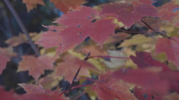 Primo Piano Del Cambiamento Delle Foglie Rosse Autunno Che Soffiano — Video Stock