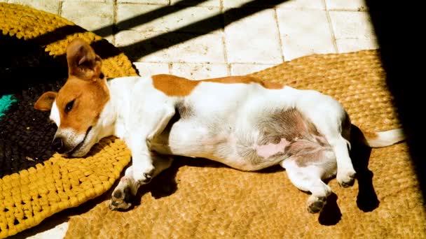 Highly Alert Jack Russell Wakes Its Nap Sun Ready Action — Stock Video