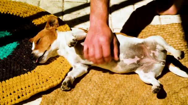 Pequeno Jack Russell Terrier Amando Sua Barriga Esfregar Como Ele — Vídeo de Stock