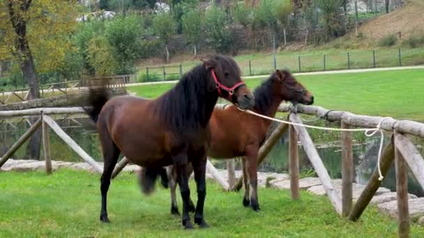 Καφέ Άλογα Μικρά Άλογα Και Επιβήτορες Που Βόσκουν Στο Γρασίδι — Αρχείο Βίντεο