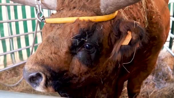 Krowa Zwolnionym Tempie Brązowa Krowa Żuje Trawę Zwolnionym Tempie Zbliżenie — Wideo stockowe