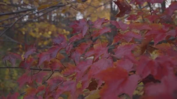 Rote Herbstblätter Wehen Einem Herbsttag Wind Statische Stativaufnahme Mit Wind — Stockvideo