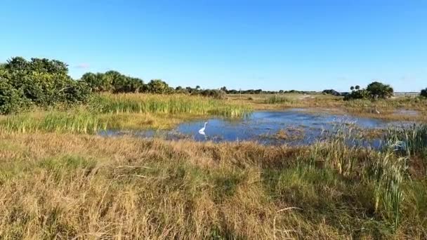 Witte Kraan Het Moerassige Water Een Zonnige Dag Florida — Stockvideo