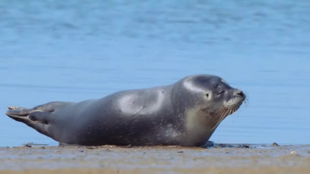 一般的なシールは テクセル島の海岸沖のビーチで眠っていることをつまんで 突然目を覚ます 海洋哺乳類の概念 リラクゼーションと可愛らしさ — ストック動画