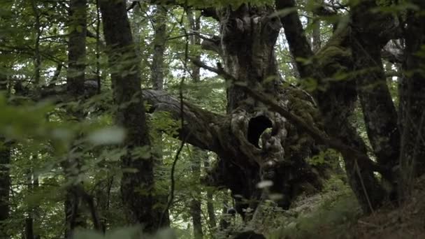 Obrovský Starý Strom Dutinou Divočině Široký — Stock video