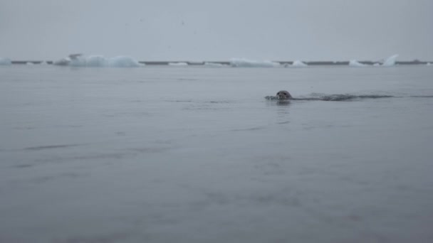 Zlanda Daki Jokulsarlon Buzul Gölü Nün Soğuk Suyunda Yüzme Mührü — Stok video