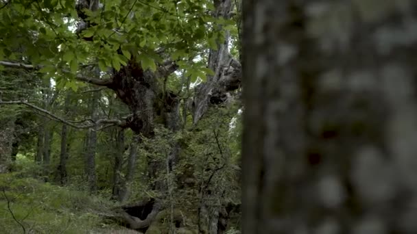 Tournage Révélateur Vieil Arbre Feuilles Caduques Milieu Forêt Montagne Coulissant — Video