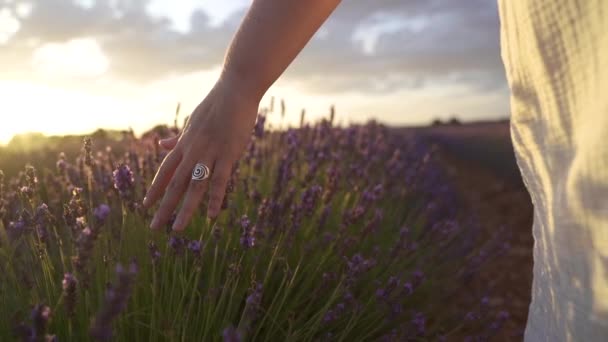 Mano Femminile Delicatamente Toccando Fiori Lavanda Mentre Cammina Sul Campo — Video Stock