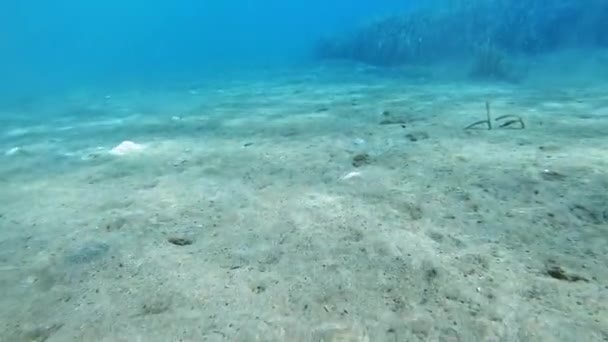 Scuba Diving Ionian Sea Kefalonia Island Greece Underwater — Stock Video