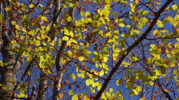 Gouden Bladeren Schudden Door Lichte Bries Herfst Blauwe Lucht Achtergrond — Stockvideo