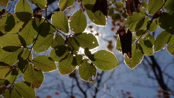 Солнечные Лучи Прорываются Сквозь Красочную Листву Великолепного Осеннего Пейзажа — стоковое видео