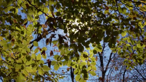 Raios Sol Chegando Através Folhas Sol Outono Brilhando Folhagem Floresta — Vídeo de Stock