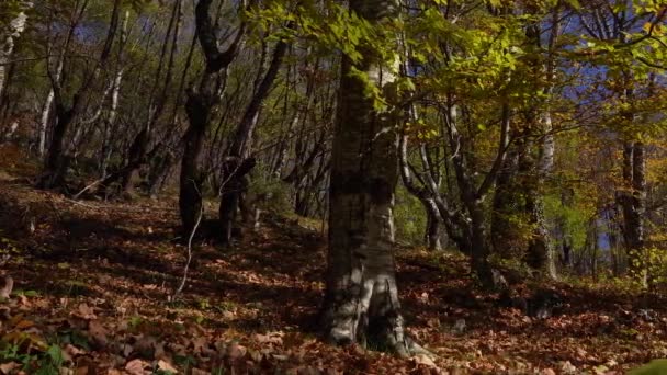 Floresta Árvores Com Folhas Amarelas Caídas Dia Outono Ensolarado Lugar — Vídeo de Stock