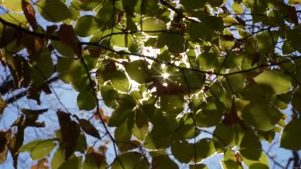 Береза Разноцветными Листьями Ветру Абстрактный Фон Солнечными Вспышками — стоковое видео