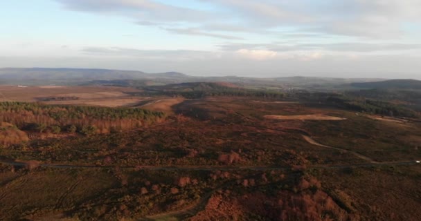 Luchtfoto Boven Woodbury Common Heathland Badend Middagzon Dolly Circle Voorwaarts — Stockvideo