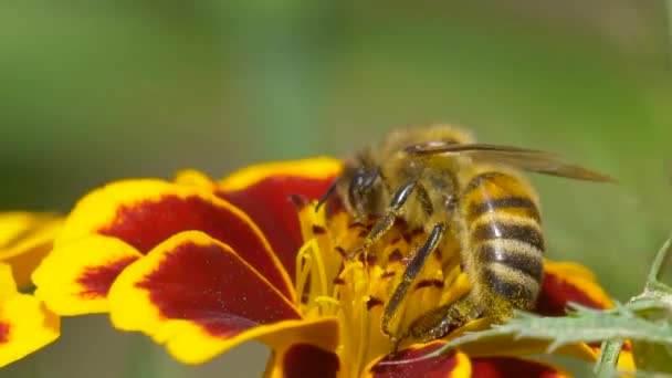 Makro Zblízka Včel Sbírání Pylu Žlutém Červeném Květu Během Opylování — Stock video