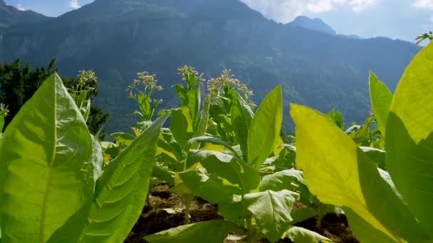 Tiro Lento Del Cultivo Plantación Tabaco Frente Cordillera Suiza Cerca — Vídeos de Stock