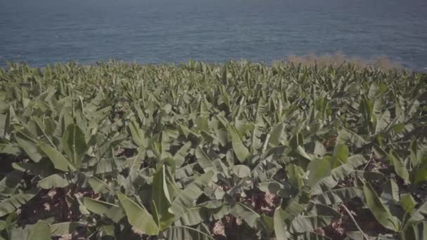 Bananträd Vid Kusten Palma Island Spanien — Stockvideo