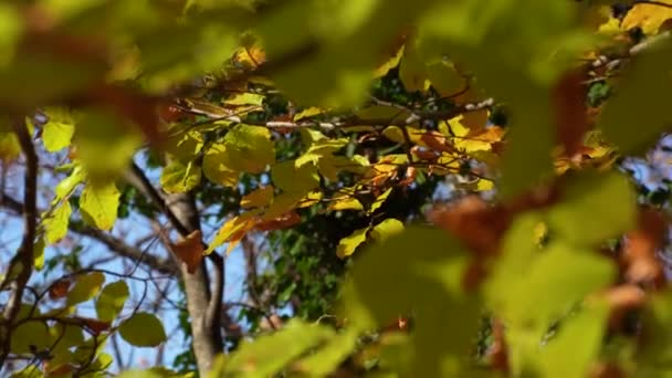 Branches Avec Feuilles Jaunes Automne Sur Fond Forêt Ciel Bleu — Video