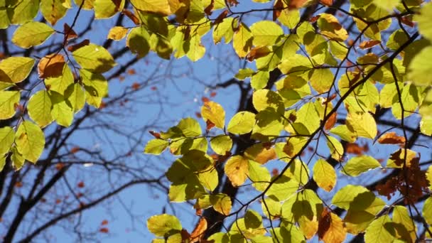 Sarı Yapraklar Mavi Gök Sonbahar Karanlık Dallarına Karşı Durağan Çekim — Stok video