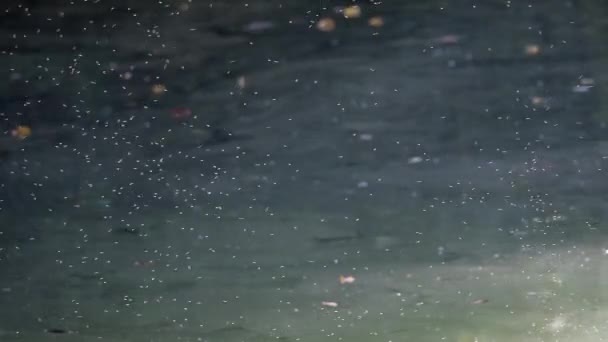 Група Літаючих Комарів Повітрі Над Озером Під Час Сонячного Дня — стокове відео