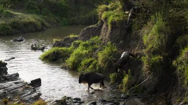 Wildebeest Schodzący Brzegiem Rzeki Przecina Rzekę Wielka Migracja — Wideo stockowe