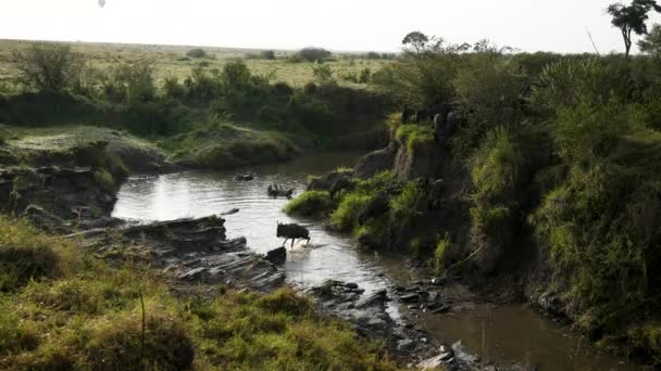 Incidenti Divertenti Come Gli Gnu Attraversano Fiume Durante Grande Migrazione — Video Stock