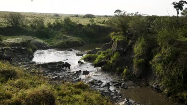 Wildebeest Przekraczania Rzeki Podczas Wielkiej Migracji Masai Mara — Wideo stockowe