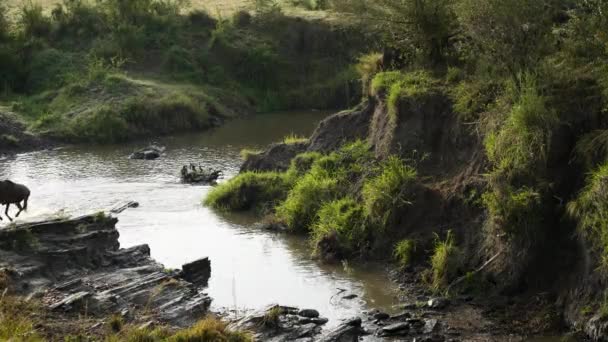 Wildebeest Steken Smalle Rivier Één Bestand Grote Diermigratie — Stockvideo