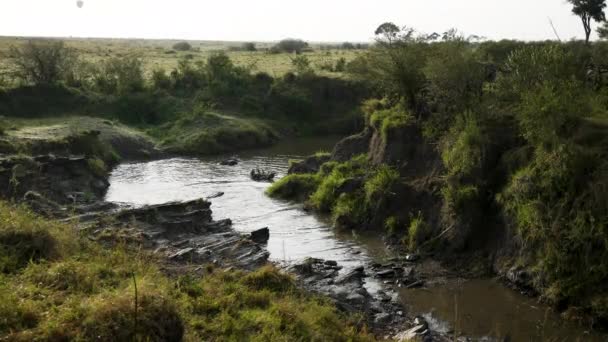 Skittish Wildebeest Poruszają Się Wzdłuż Brzegu Rzeki Aby Szybko Przekroczyć — Wideo stockowe