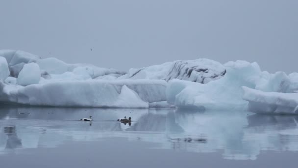 Kaczki Eider Pływanie Zimnej Wodzie Laguny Lodowcowej Jokulsarlon Islandii Góry — Wideo stockowe