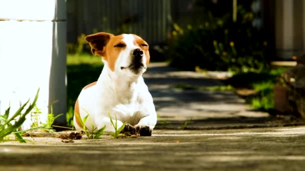 Flämtande Jack Russell Terrier Sola Morgonsolen Låg Vinkel Statisk — Stockvideo