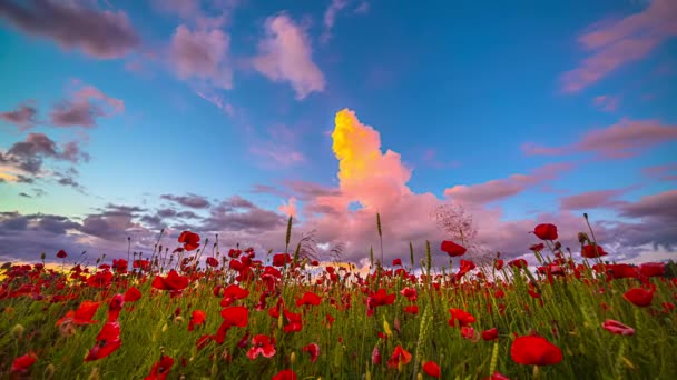 Vibrant Sky Over Poppy Field With Red Flowers In Bloom. low angle, time lapse
