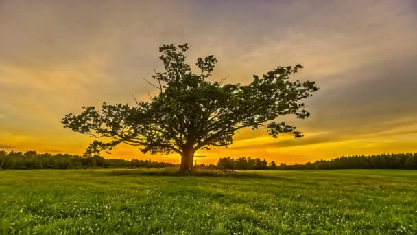 Time Lapse Golden Sunset Green Leaf Tree Silhouette Cold Winter — Vídeo de Stock