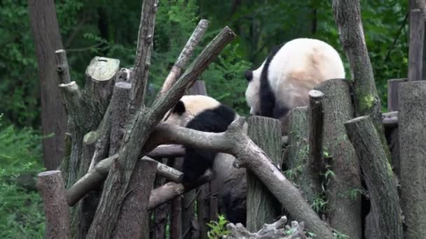 Dos Pandas Gigantes Jugando Bosque Selva China Ancho — Vídeos de Stock