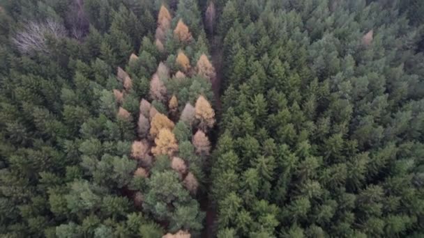 Nature Automne Avec Forêt Colorée Sentier Tracé Partir Drone — Video