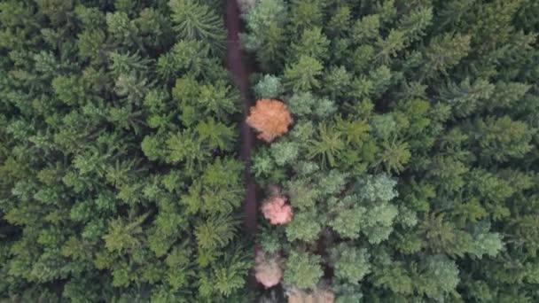 Widok Drona Ścieżki Przez Żółte Zielone Drzewa Jesienią — Wideo stockowe