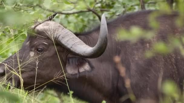 Średnie Zbliżenie Samicy Cape Buffalo Obracającej Głowę Patrzącej Kamerę Park — Wideo stockowe