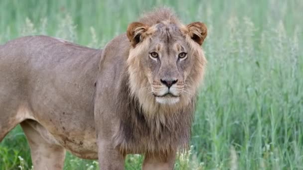 Medium Shot Van Een Mooie Mannelijke Leeuw Starend Camera Kalahari — Stockvideo