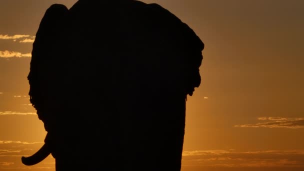 Середній Постріл Силуету Слона Ззаду Стоїть Золотому Заході Сонця Ботсвана — стокове відео