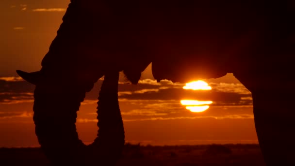 Fechar Silhueta Elefante Durante Pôr Sol Enquanto Bebe Botsuana — Vídeo de Stock