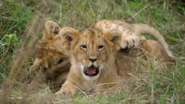 Grappige Leeuwenwelpen Liggend Lang Gras Spelen Samen Sociale Binding — Stockvideo
