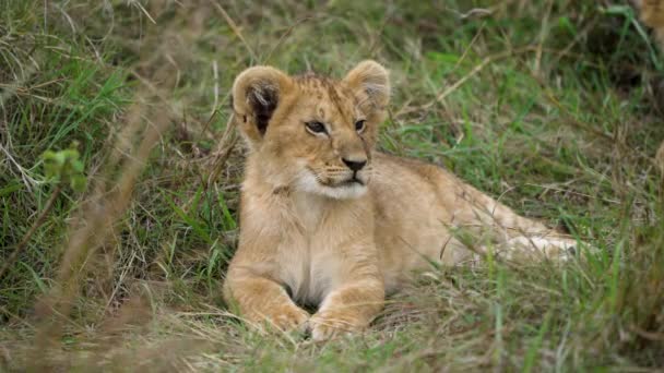 Handsome Lion Cub Lying Resting Grass Flicks Ears Close — Stock Video