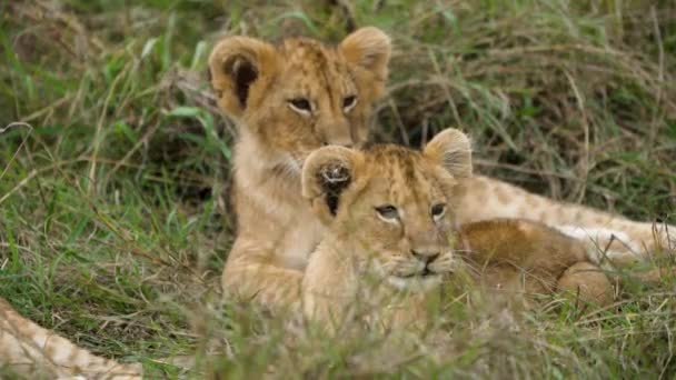 Mladá lví mláďata ležící spolu na trávě, Národní park Masai Mara